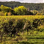 Chateau La Gineste - Castle And Vineyard