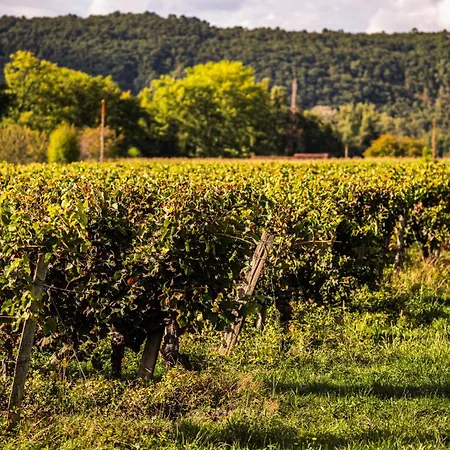 Chateau La Gineste - Castle And Vineyard