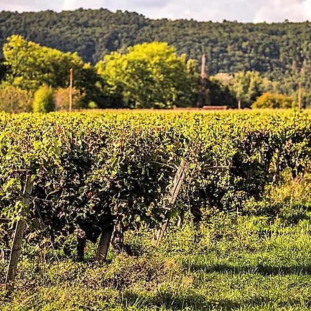 Chateau La Gineste - Castle And Vineyard