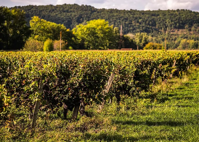 Chateau La Gineste - Castle And Vineyard